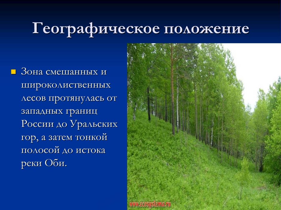 ГП смешанных лесов и широколиственных лесов в России