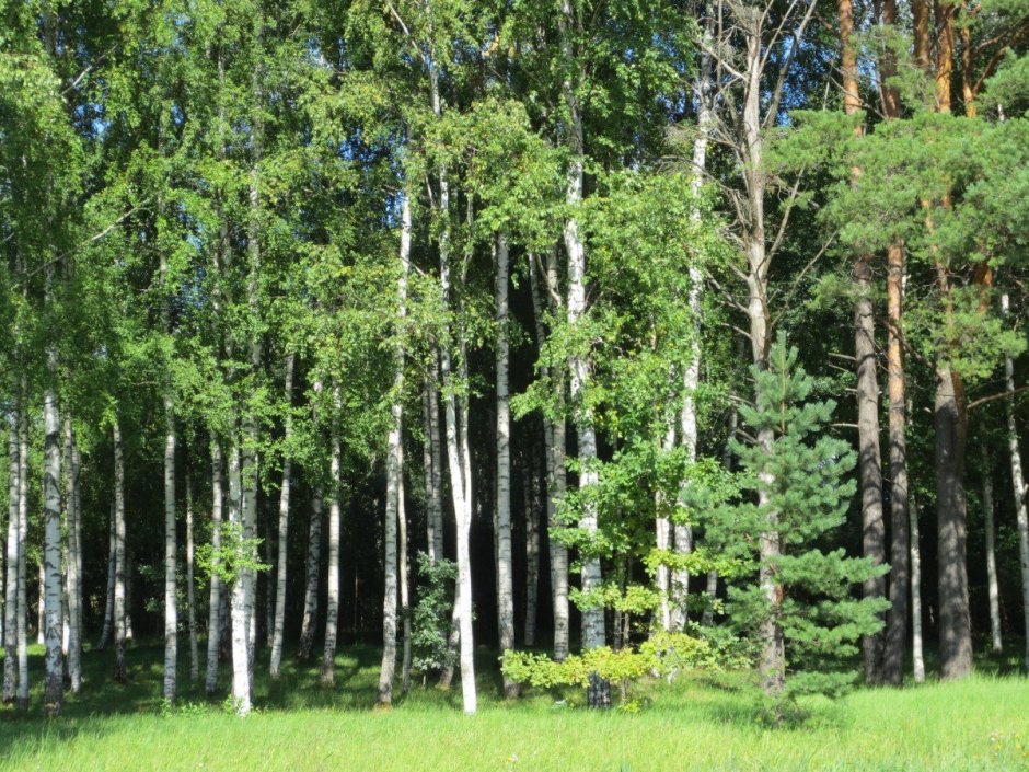 Берёзово Сосновый лес