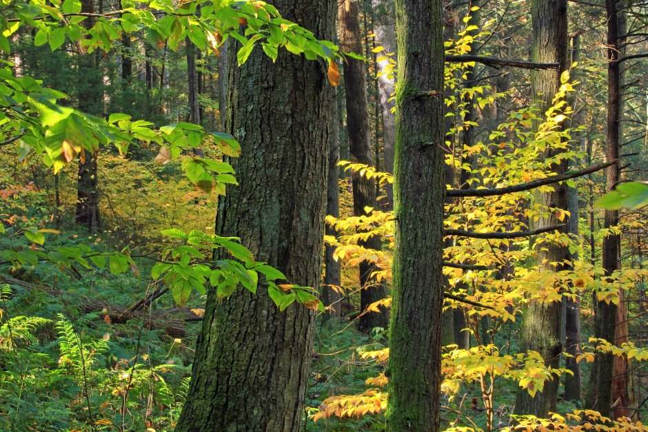 Широколиственные смешанные леса ясень