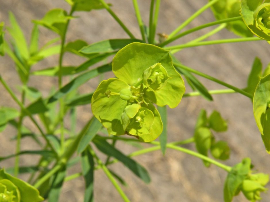 Молочай лозный (Euphorbia virgata)