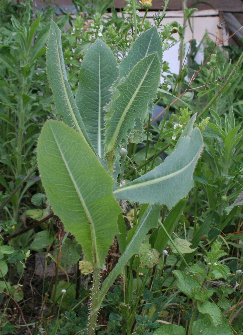 Латук дикий (Lactuca virosa)