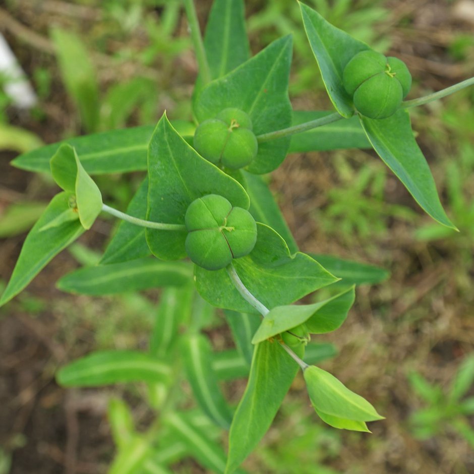 Молочай Жигулёвский (Euphorbia zhiguliensis)
