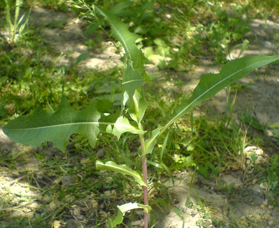 Латук Компасный (Lactuca serriola)