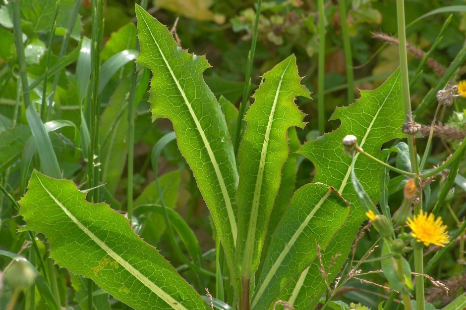 Латук дикий (Lactuca serriola