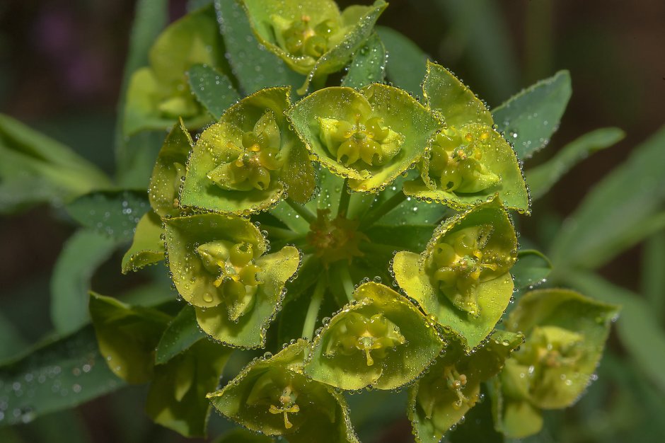 Euphorbia helioscopia молочай солнцегляд