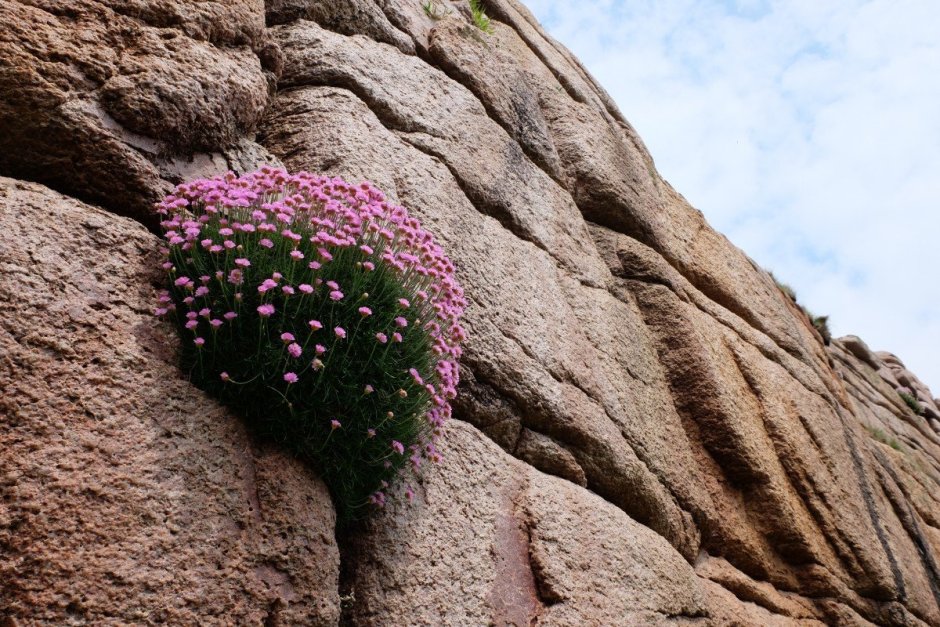 Растения на камнях и скалах