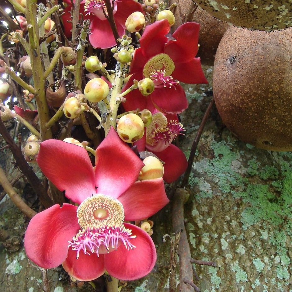 Couroupita guianensis цветок