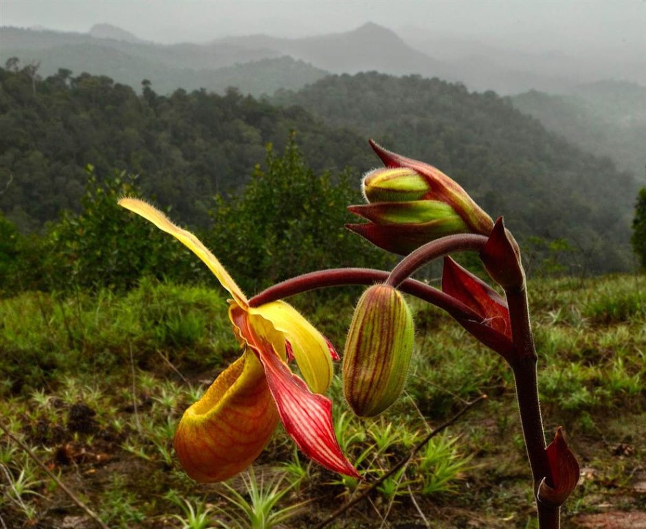 Орхидея эндемик Южной Америки