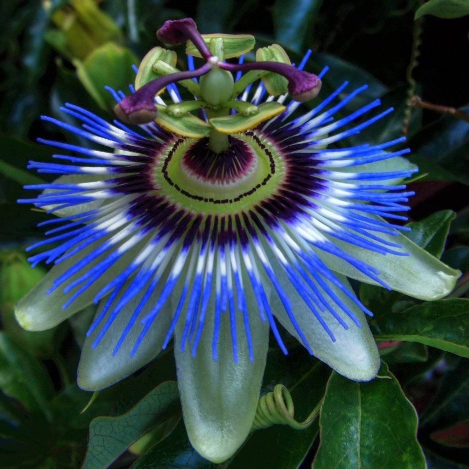 Страстоцвет голубой пассифлора