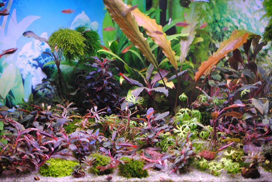 Буцефаландра аквариумное растение