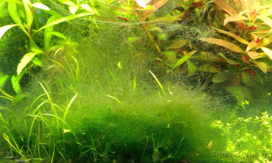 Нитчатка водоросли нитчатка