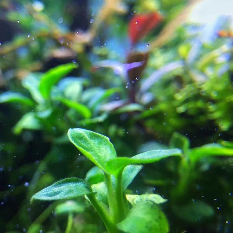 Стаурогин ползучий аквариумное растение