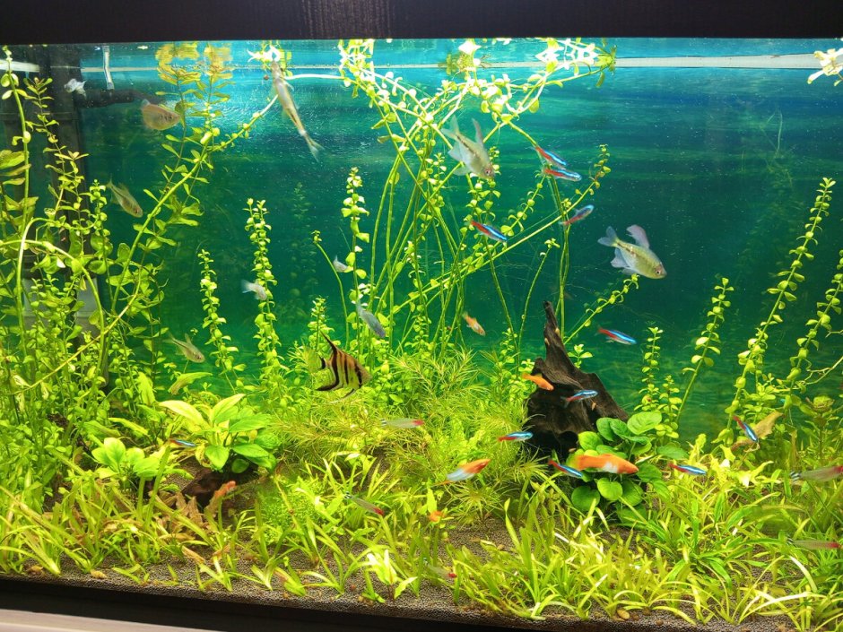 Растения в аквариуме 140 литров