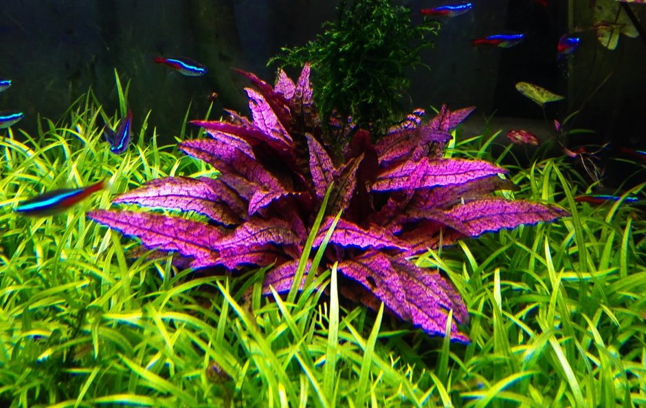 Криптокорина Вента аквариумное растение