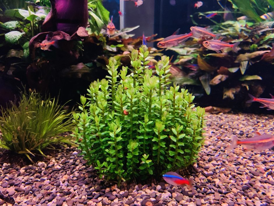 Медленно растущие аквариумные растения