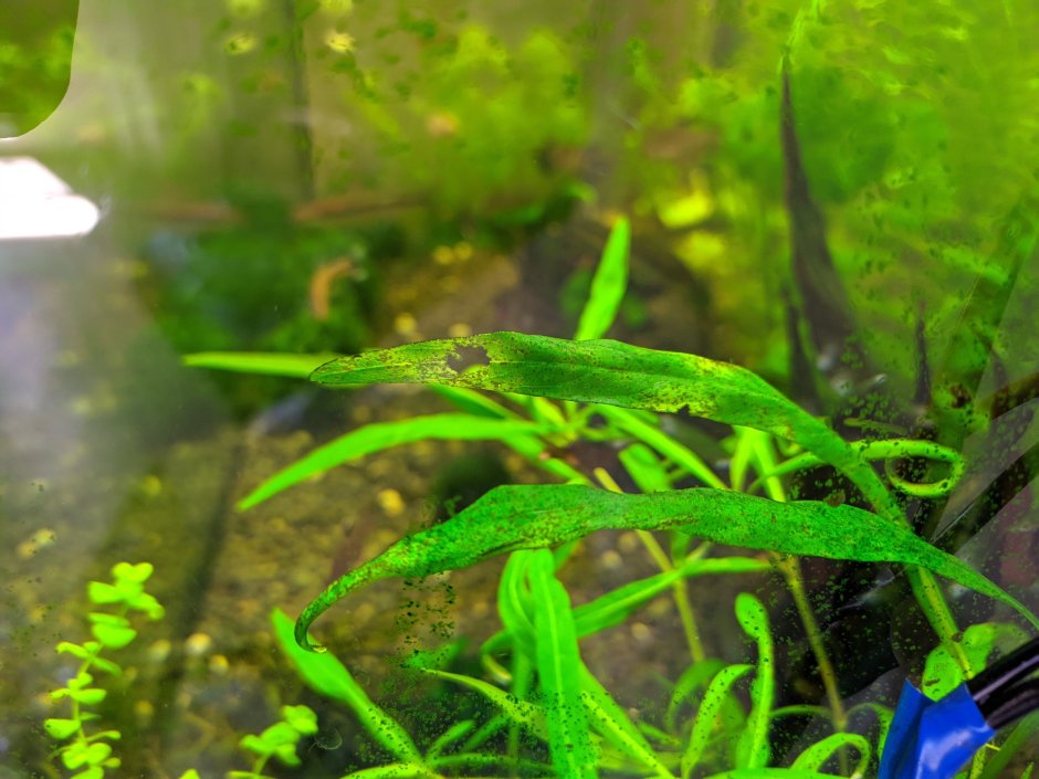 Амазонка растение аквариумное