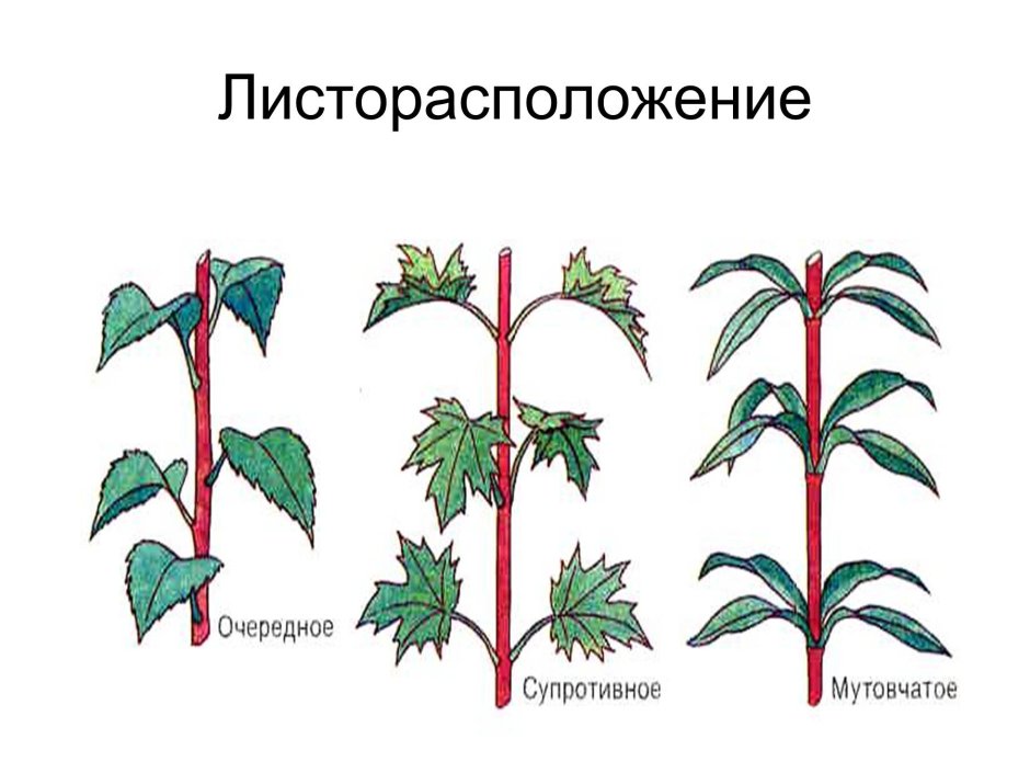 Типы листорасположения