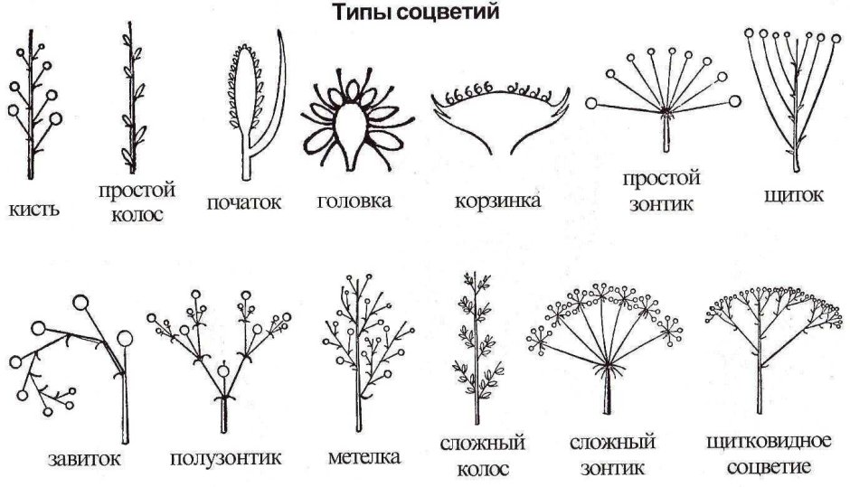 Схемы типов соцветий покрытосеменных растений