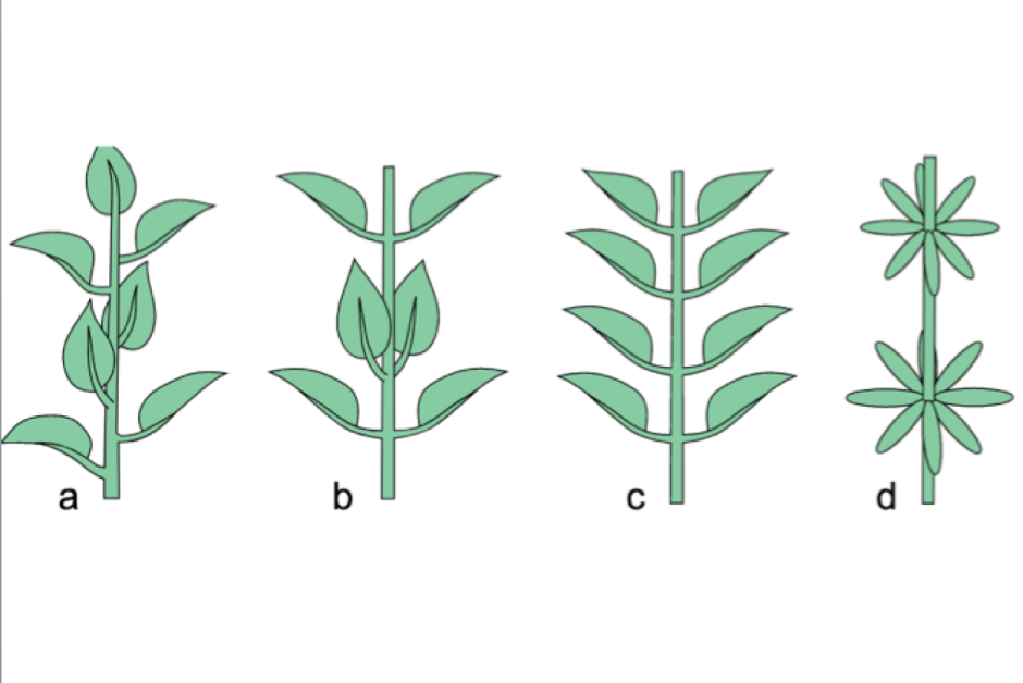 Растения с супротивным листорасположением