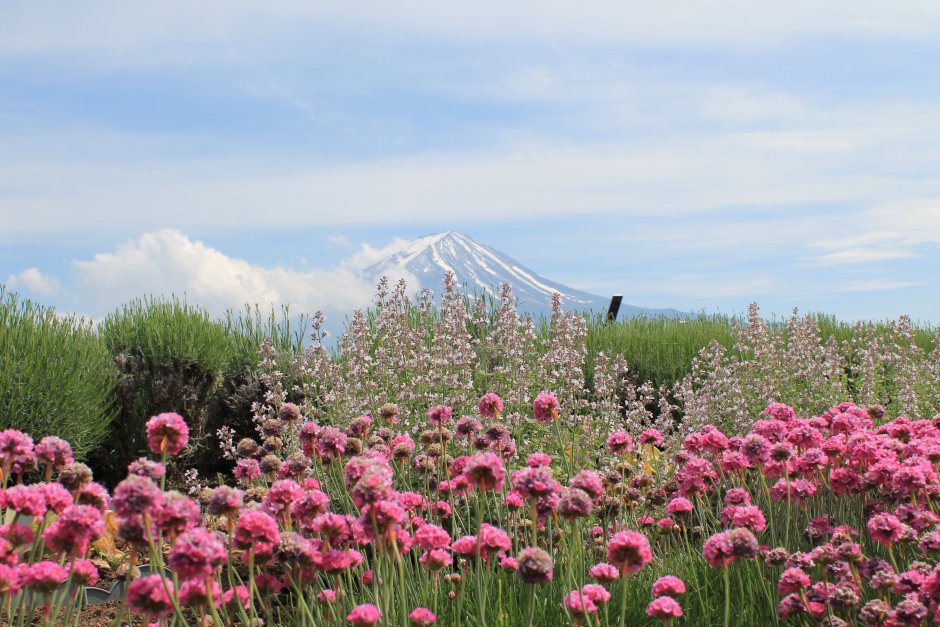 Полевые цветы в Японии