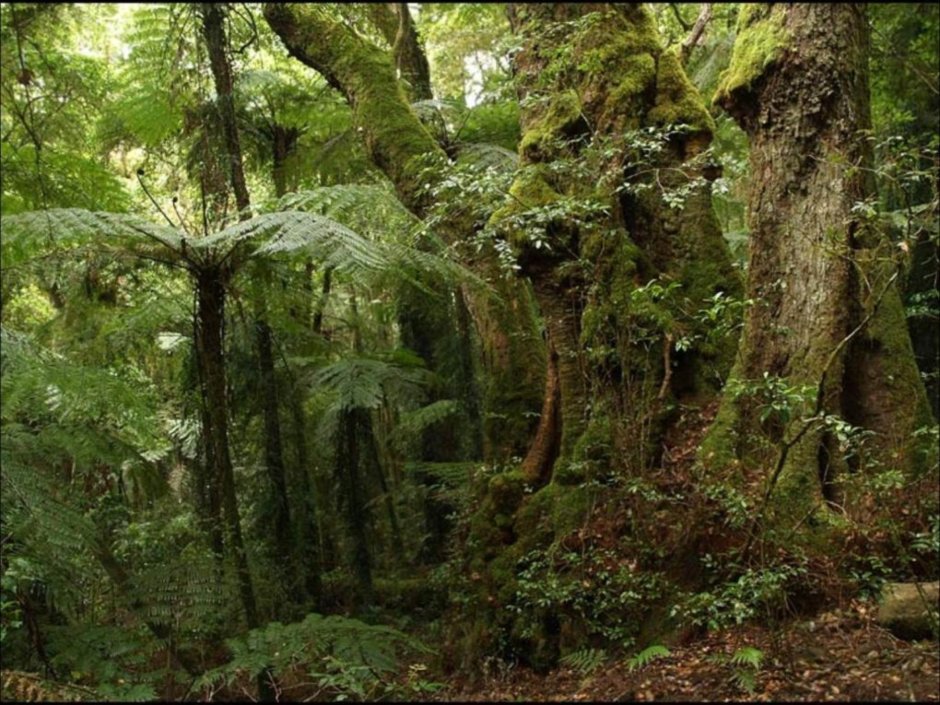 Субтропические леса Сочи