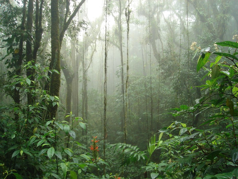 Облачный лес Монтеверде в Коста-Рике