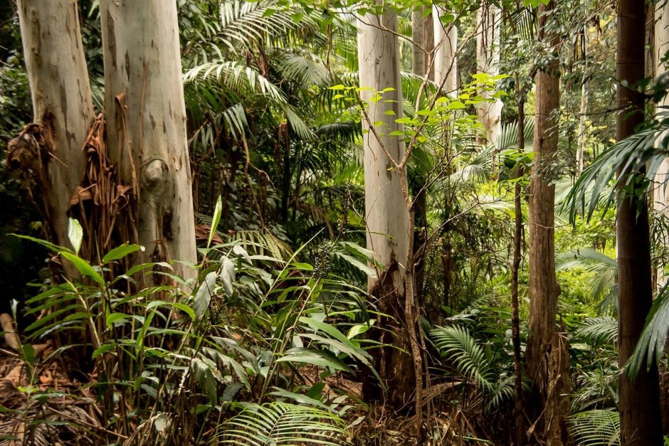 Влажные вечнозеленые тропические леса растения