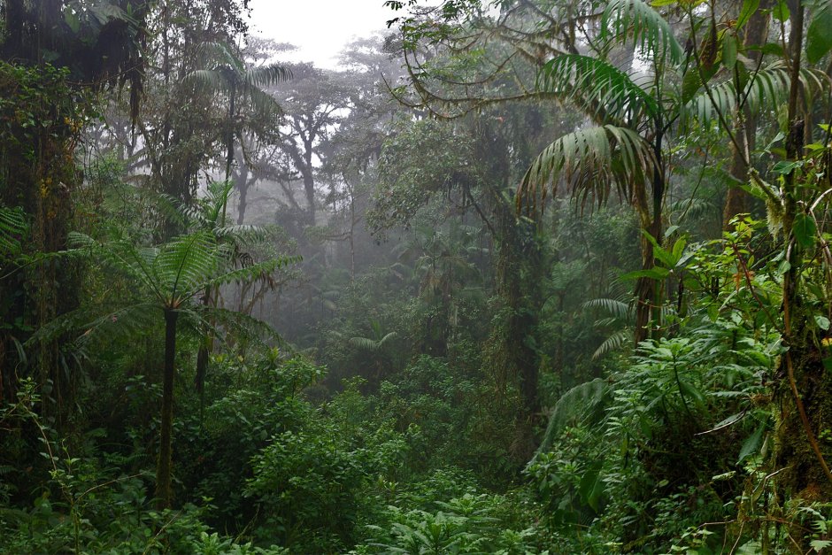 Тангалле дождевой лес