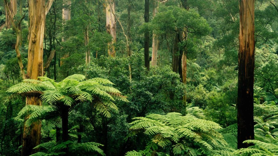Вечнозеленые тропические дождевые леса