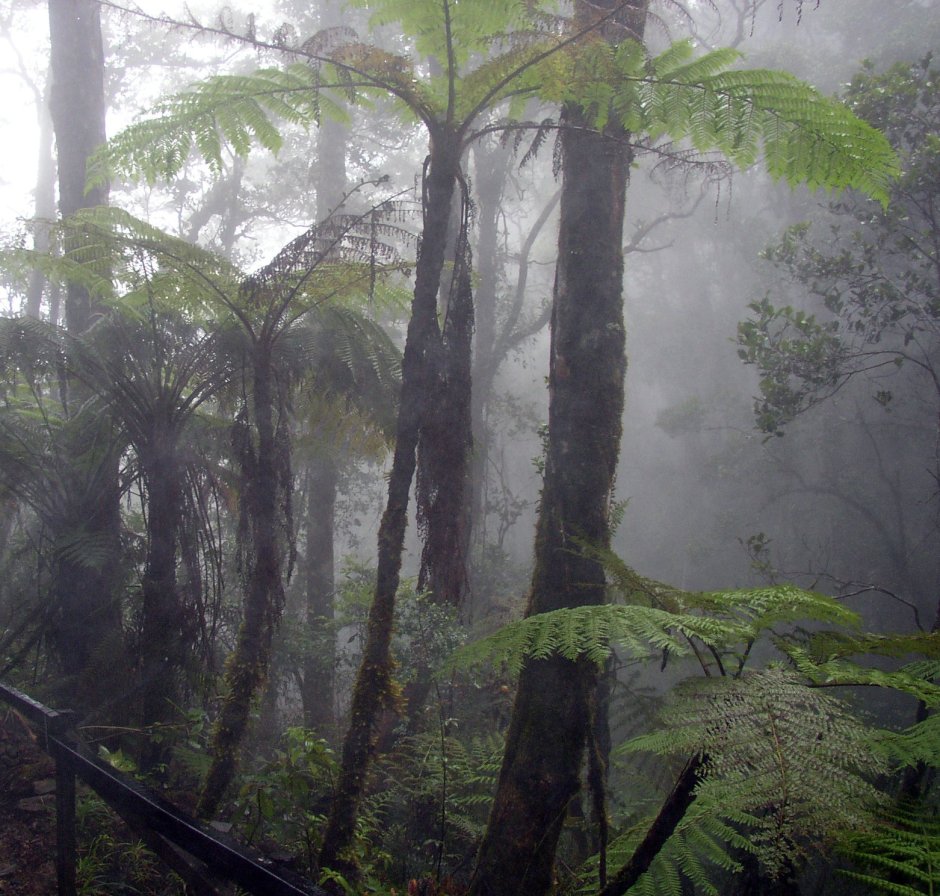 Коста Рика туманный лес