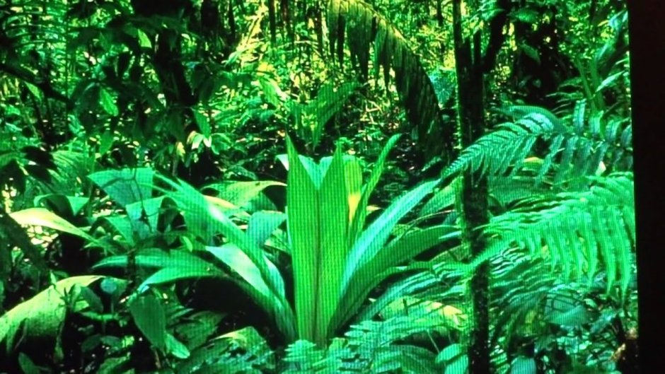 Растительный мир влажных экваториальных лесов Южной Америки