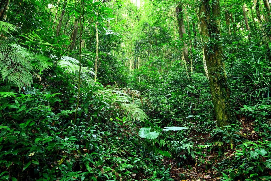 Подлесок тропического леса