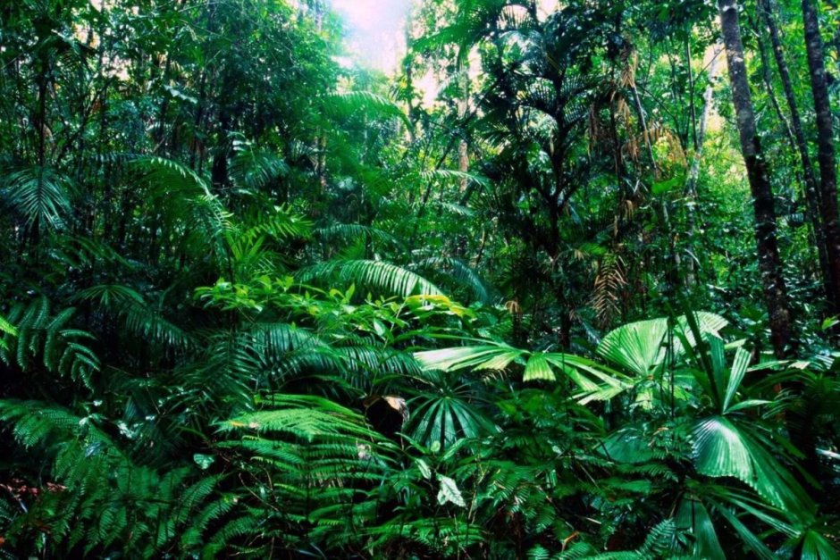 Тропический лес Австралии