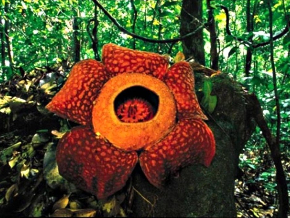 Растения тропического леса раффлезия