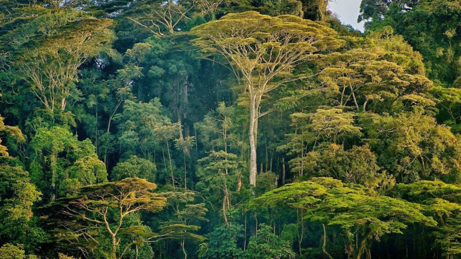 Тропические леса Танзании