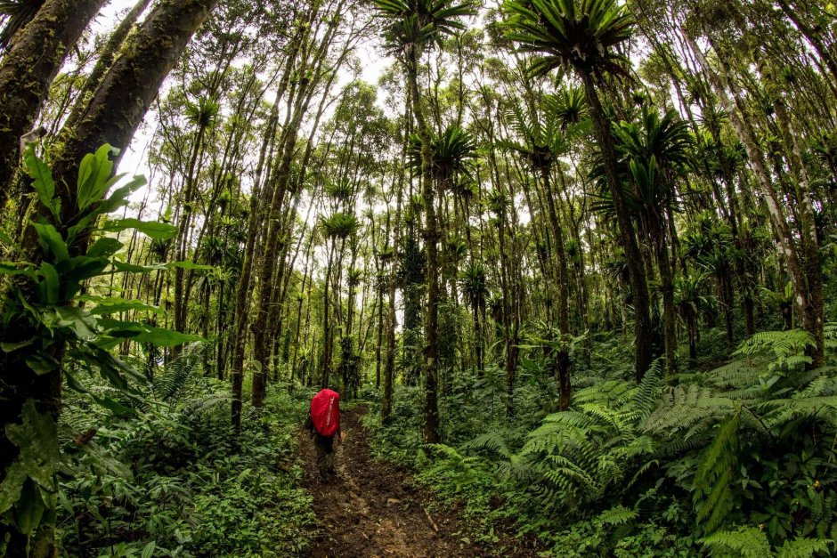 Суматра лес Индонезия