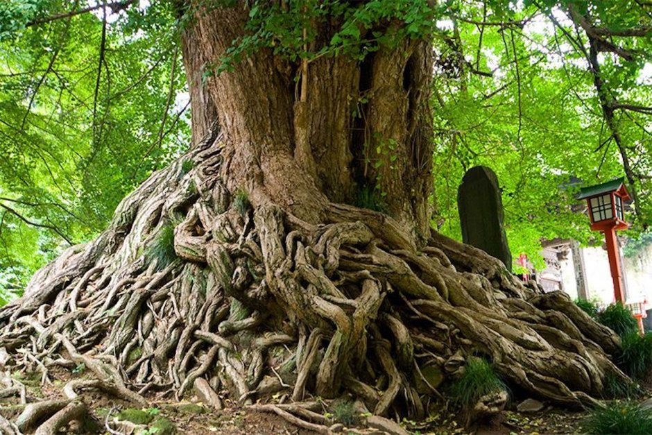 Гинкго билоба древнее дерево