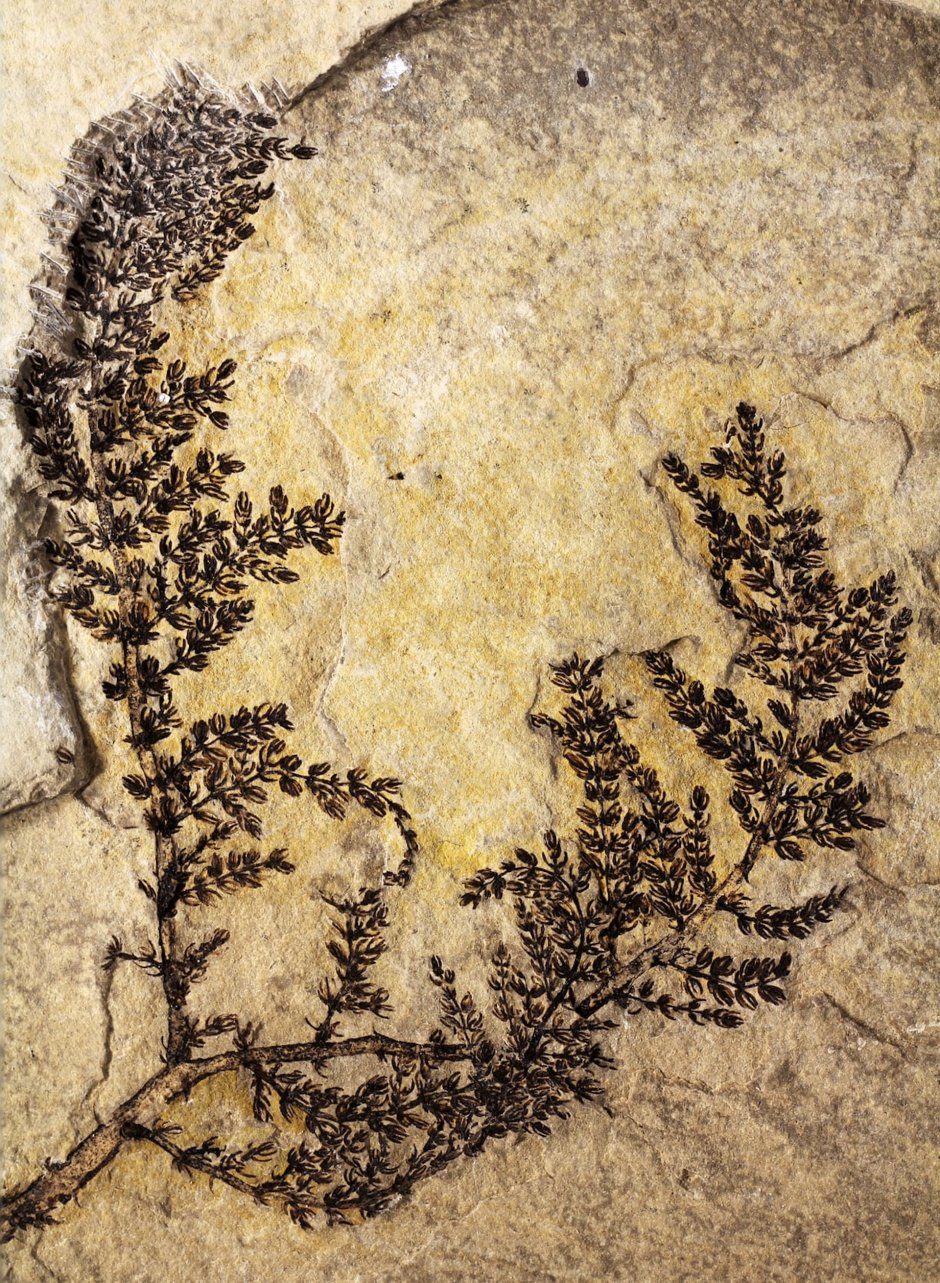 Отпечатки древних растений на камнях