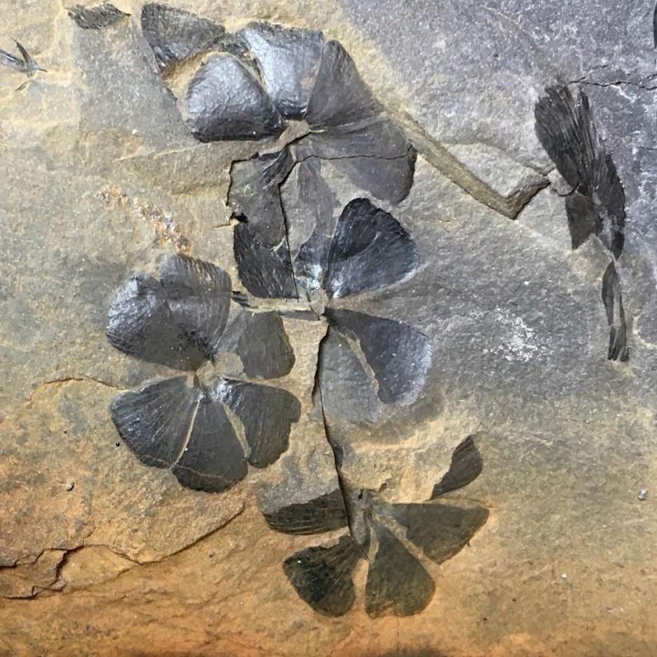 Отпечатки древних растений