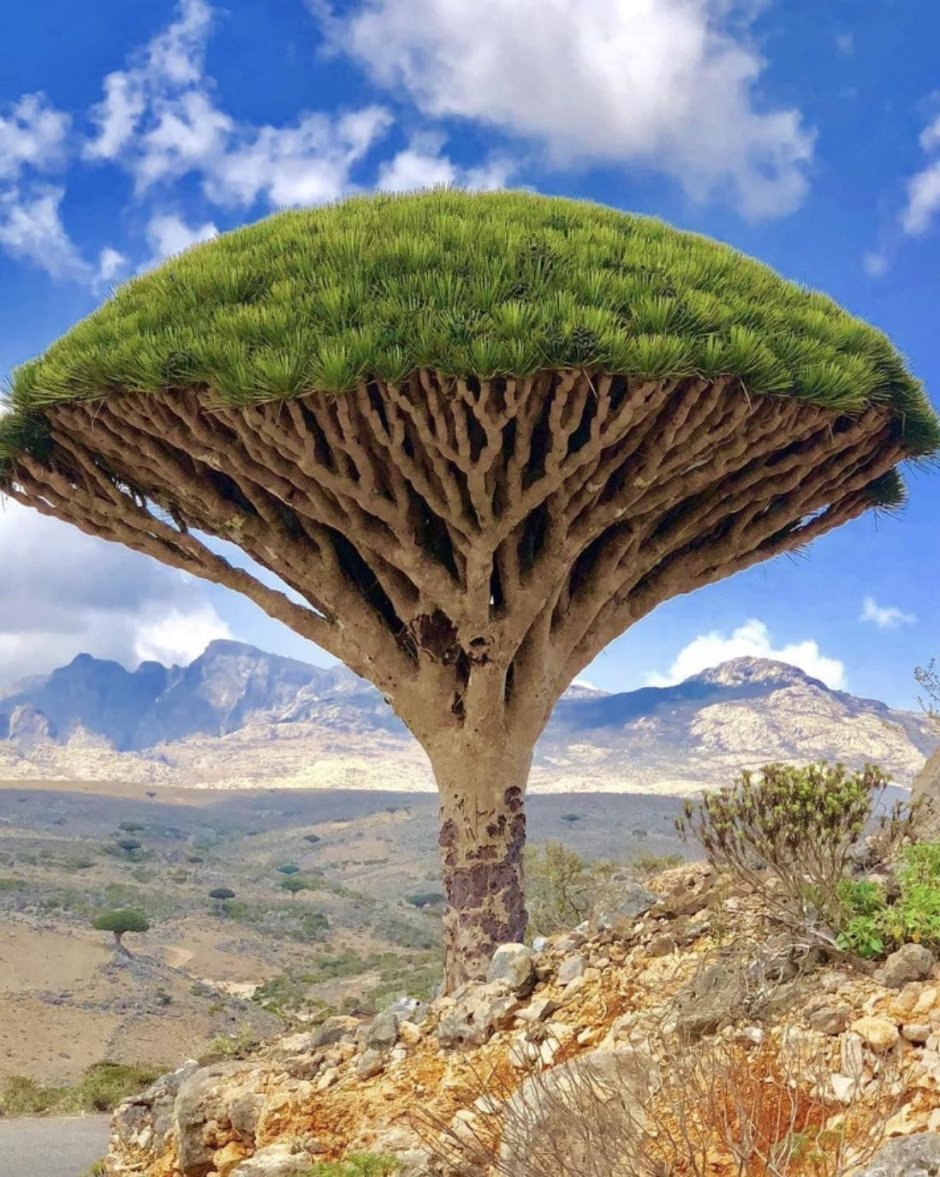 Сокотра Йемен драконовое дерево