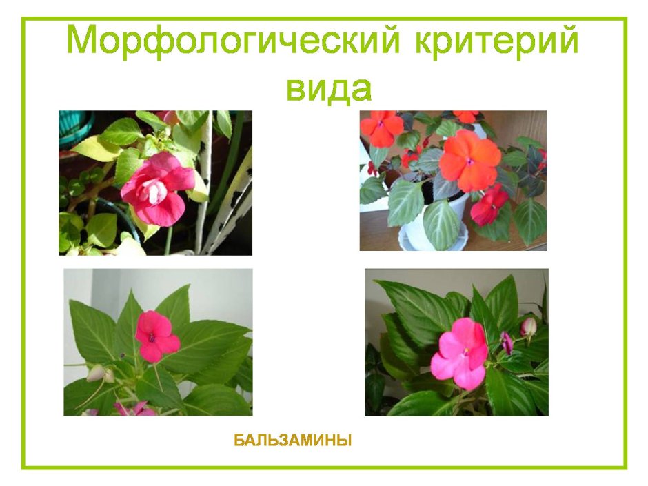 Морфологические критерии растений