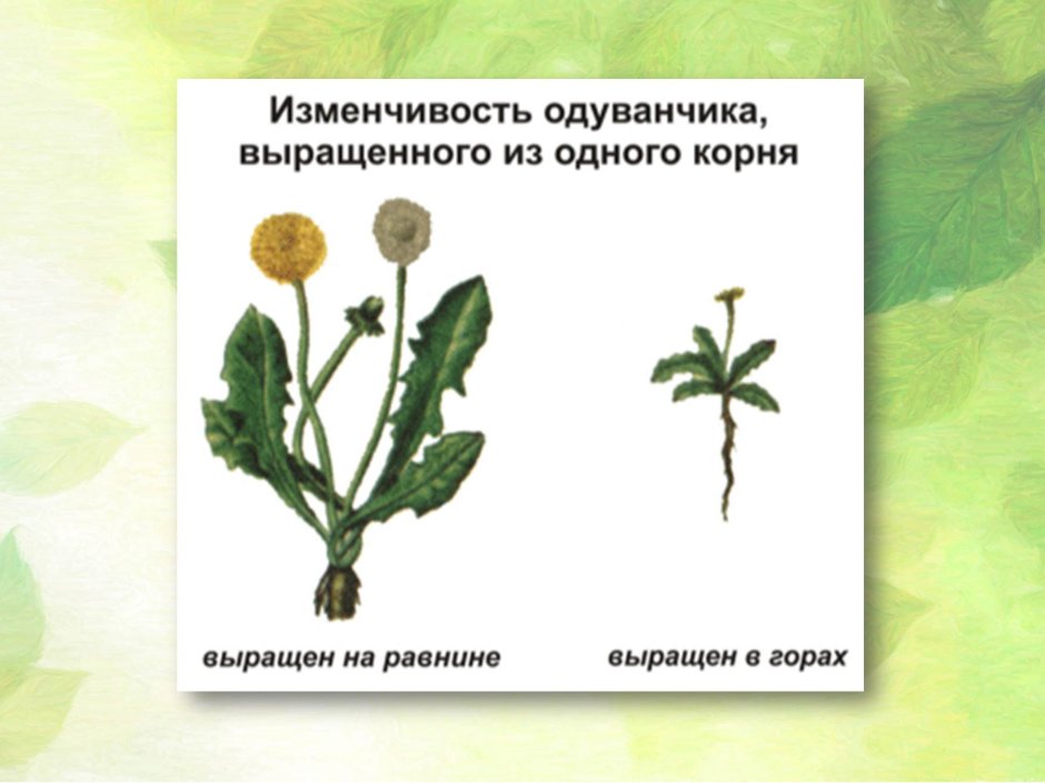 Растения одного вида