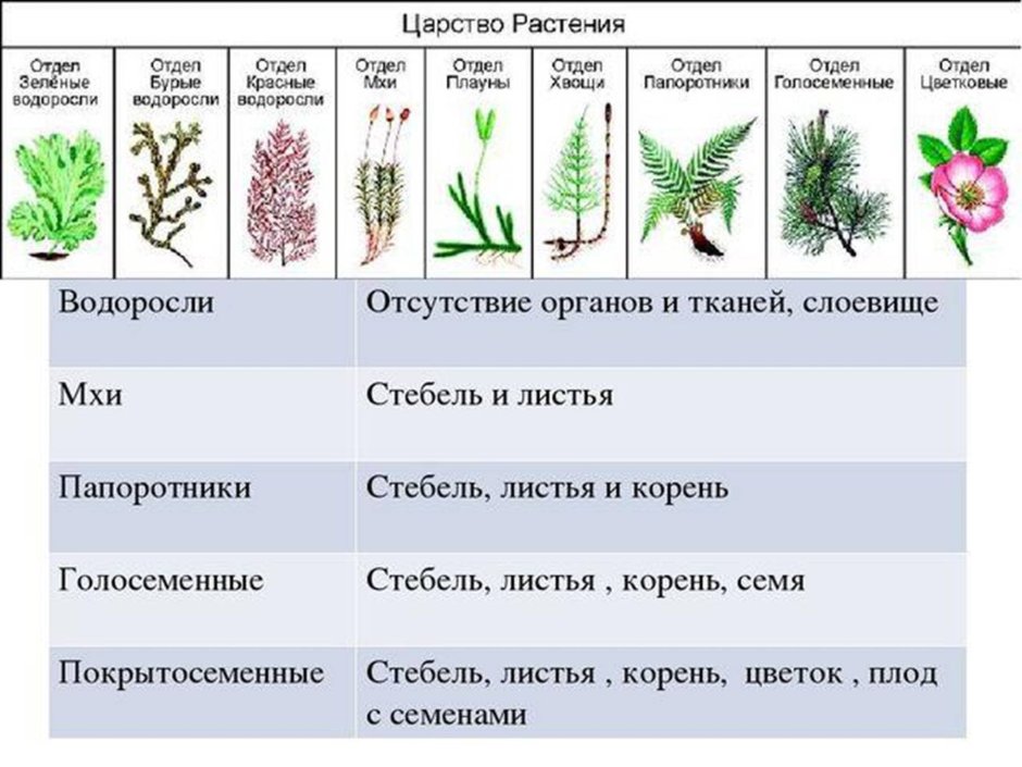 Признаки отделов царства растений