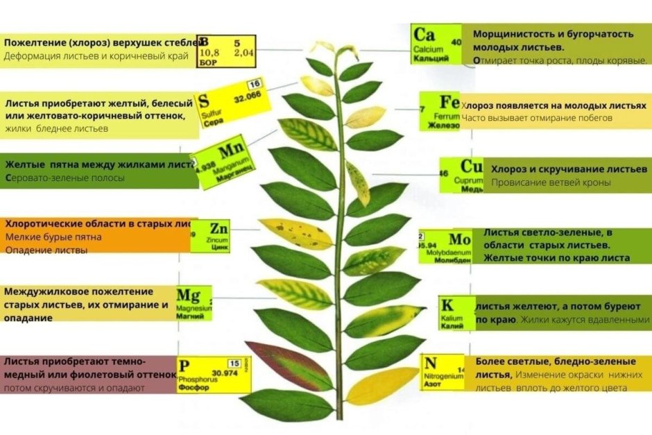 Избыток питательных элементов растений таблица
