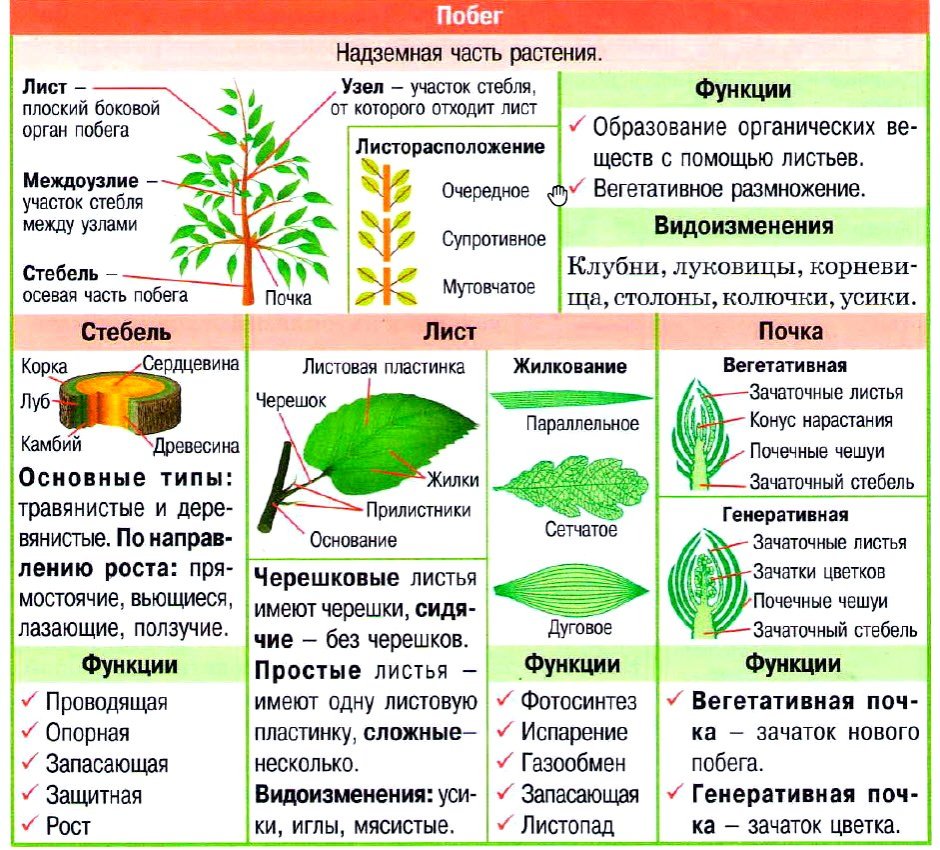 Таблица видоизменения строение функции растений листьев