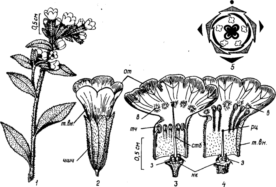 Формула цветка медуницы