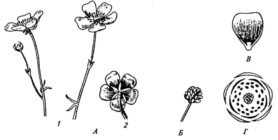 Лютик ползучий диаграмма цветка