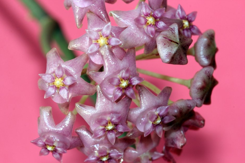 Хойя SP Sarawak Pink Flowers
