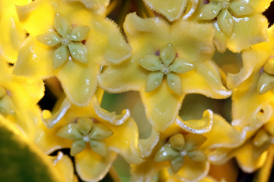 Хойя Sarawak Yellow Flowers