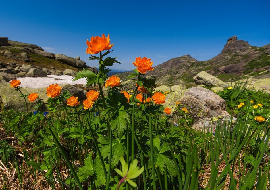 Ергаки национальный парк цветы